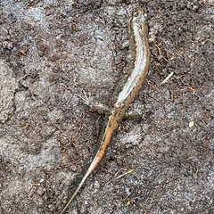 Desmognathus conanti
