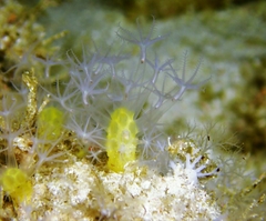 Miniacina