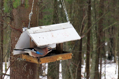 Garrulus glandarius