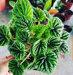 Peperomia caperata
