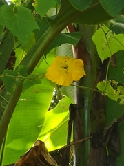 Luffa aegyptiaca