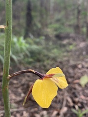 Eulophia streptopetala