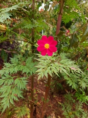 Coreopsis rosea