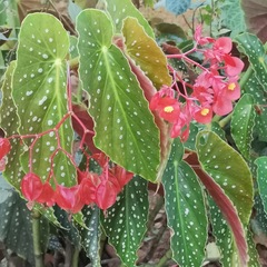 Begonia