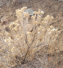 Tetradymia canescens