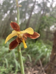 Eulophia streptopetala