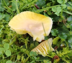 Hygrocybe ceracea