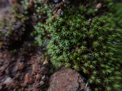 Didymodon