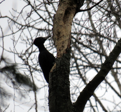 Dryocopus martius