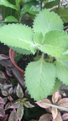 Coleus amboinicus