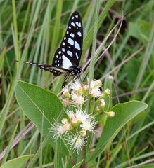 Graphium leonidas