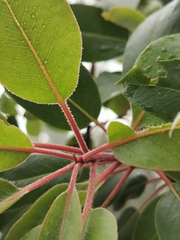 Arbutus xalapensis