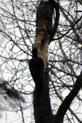 Dryocopus martius