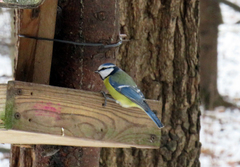 Cyanistes caeruleus