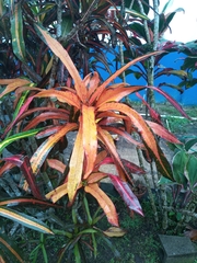 Codiaeum variegatum