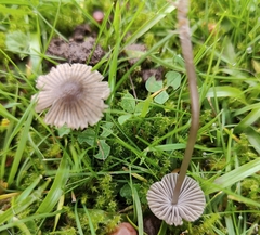 Mycena leptocephala