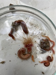 Terebellidae