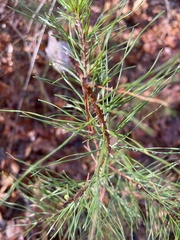 Pinus virginiana