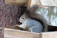 Sciurus vulgaris