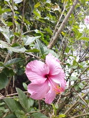 Hibiscus rosa-sinensis