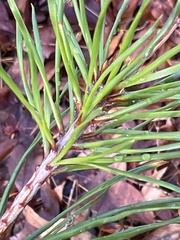 Pinus virginiana