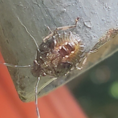 Antiteuchus tripterus