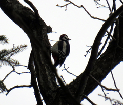 Dendrocopos major