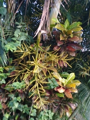 Dypsis decaryi