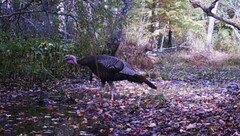 Meleagris gallopavo silvestris