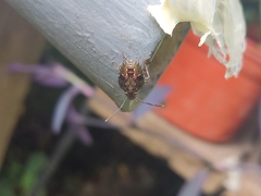 Antiteuchus tripterus