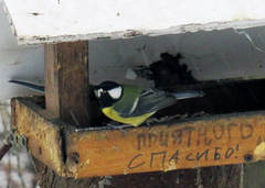 Parus major