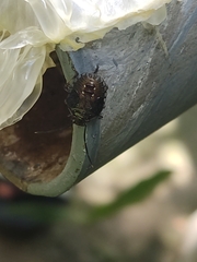 Antiteuchus tripterus