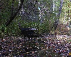 Meleagris gallopavo silvestris