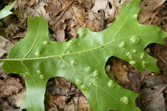 Taphrina caerulescens