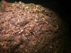 Baseodiscus mexicanus