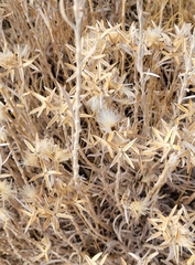 Tetradymia canescens
