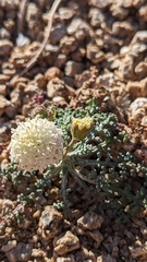 Chaenactis douglasii