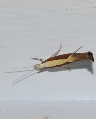 Ypsolopha