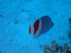 Chaetodon paucifasciatus