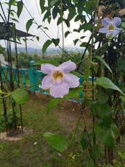 Thunbergia grandiflora