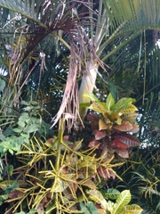 Dypsis decaryi
