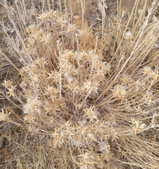 Tetradymia canescens