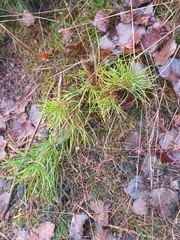 Pinus sylvestris
