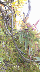 Fraxinus angustifolia