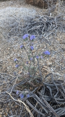 Phacelia