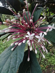 Clerodendrum quadriloculare