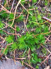 Polytrichum formosum