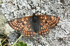 Euphydryas cynthia