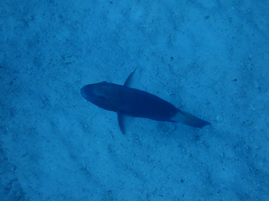 bullethead parrotfish
