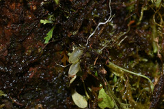 Utricularia jamesoniana